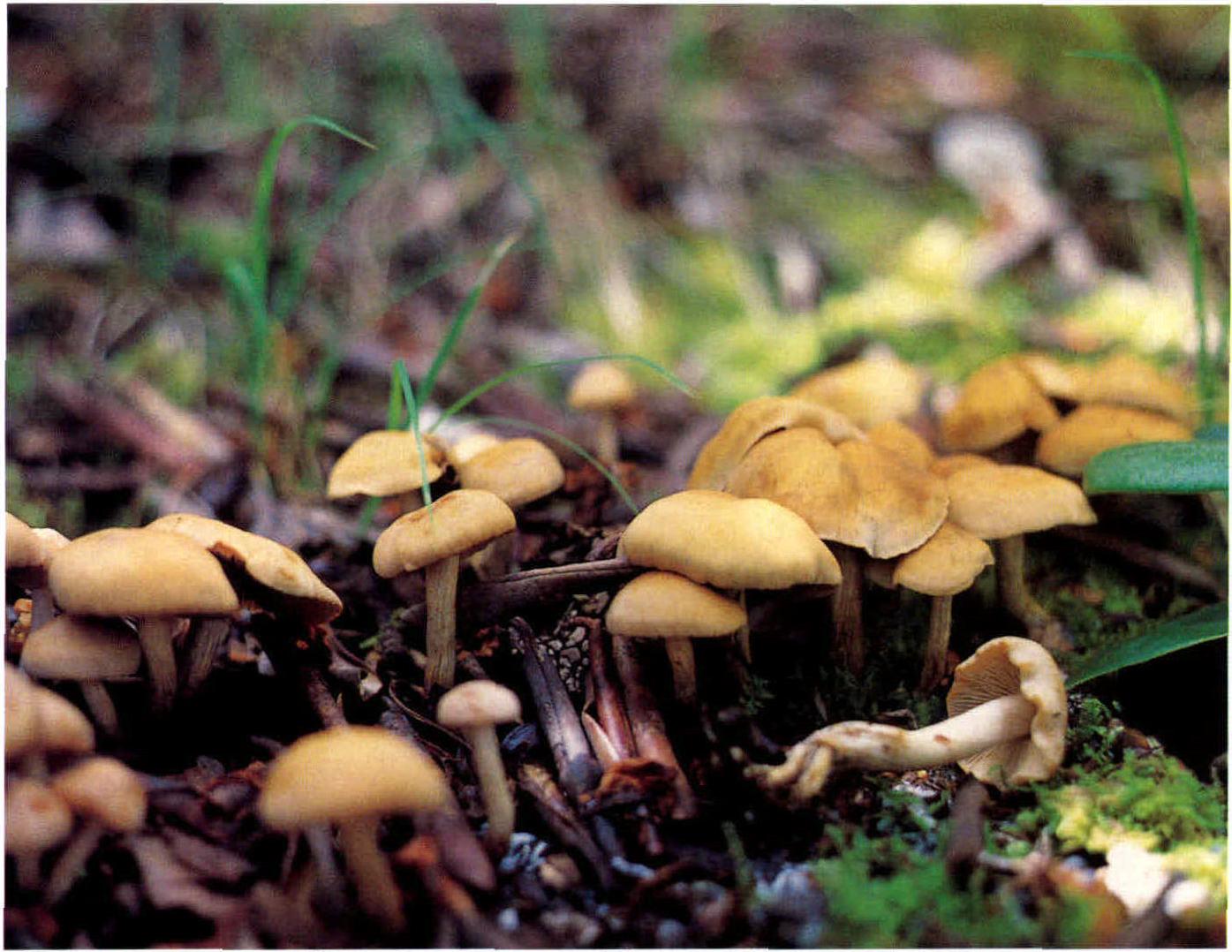 Cortinarius colymbadinus Fr.